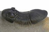 Paralejurus Trilobite Fossil - Atchana, Morocco #312799-2